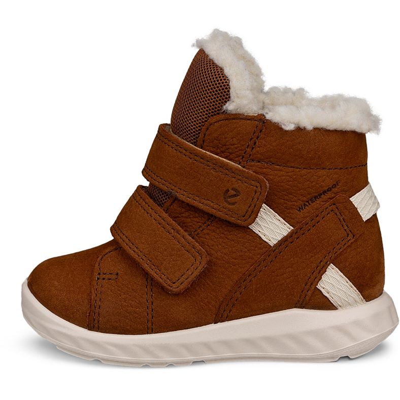 ecco sp.1 lite barn