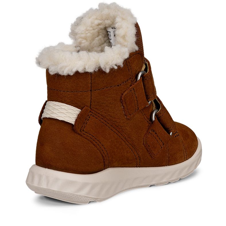 ecco sp.1 lite barn